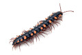 Polydesmus sp. Nigeria adult